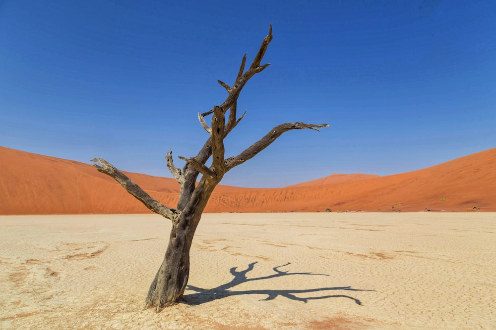 a dead tree in the middle of a desert