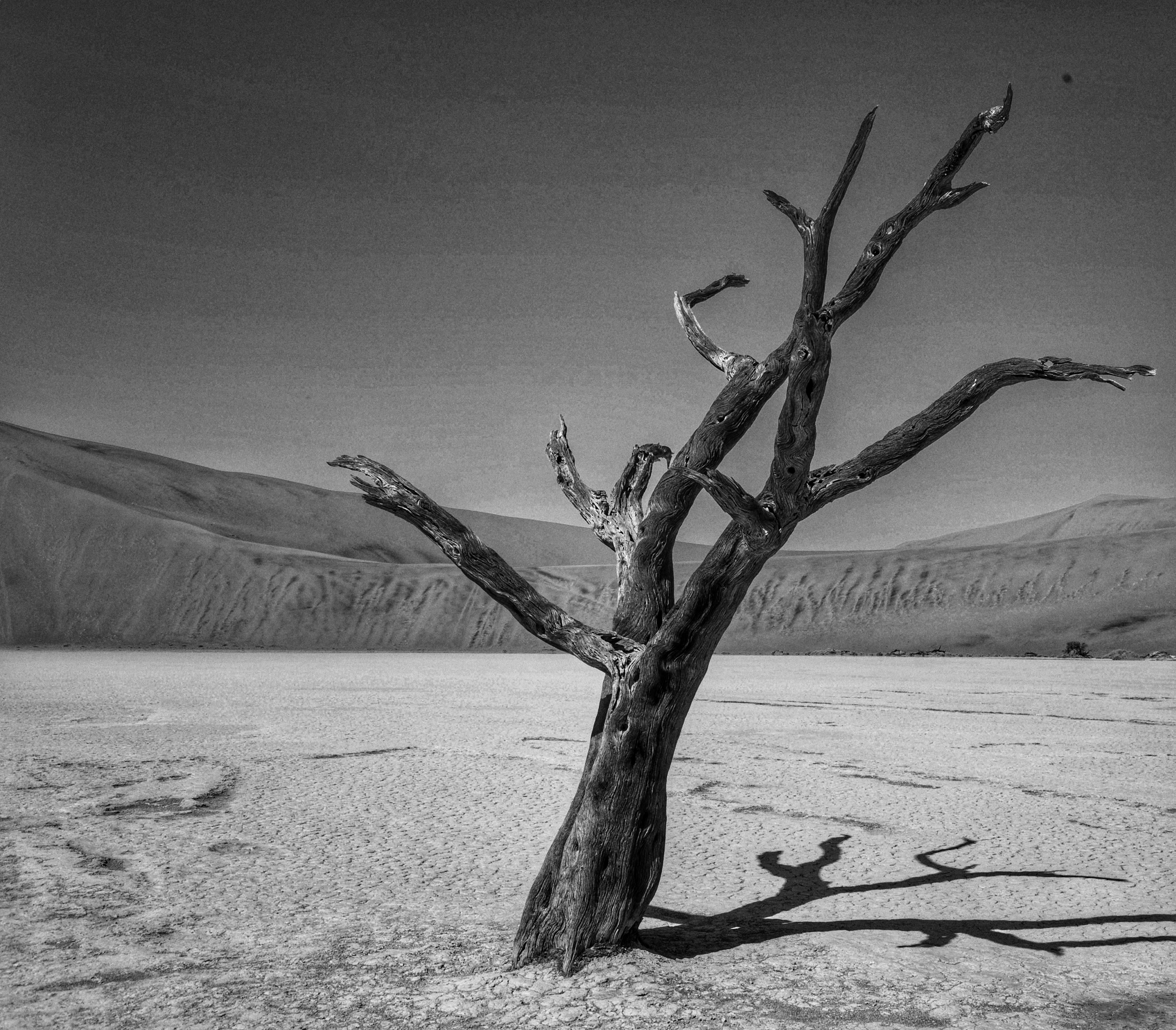 a dead tree in the middle of a desert, Dead ironwood trees  in Dead vley, Namibia