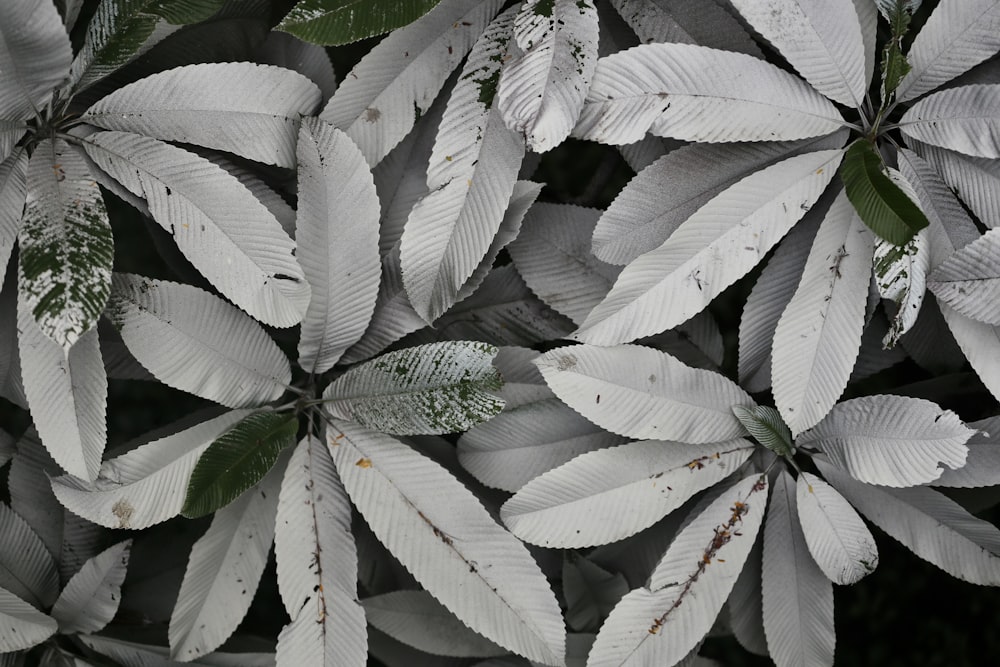 나무에있는 흰 잎사귀 무리