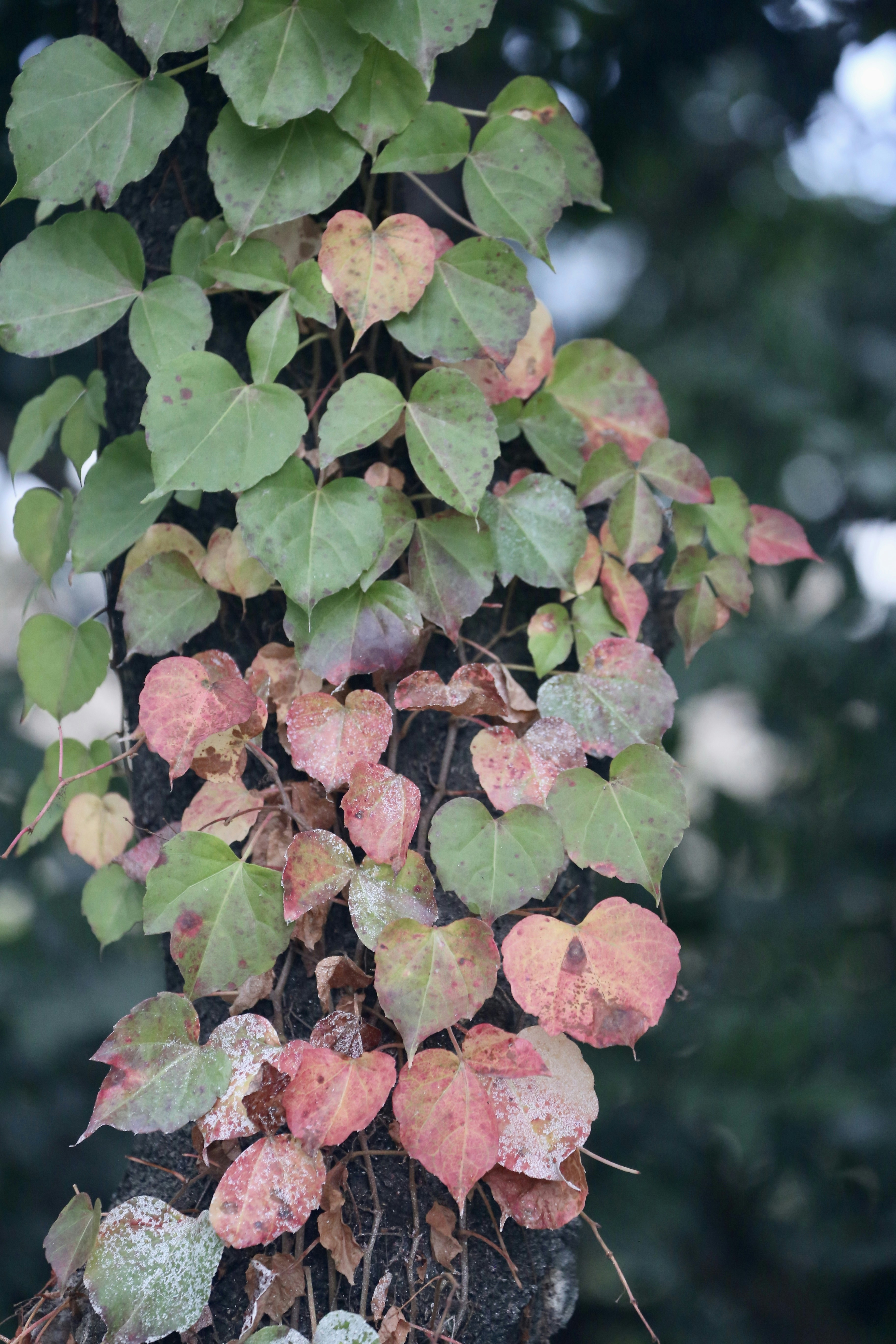 Photo by dickenslin76