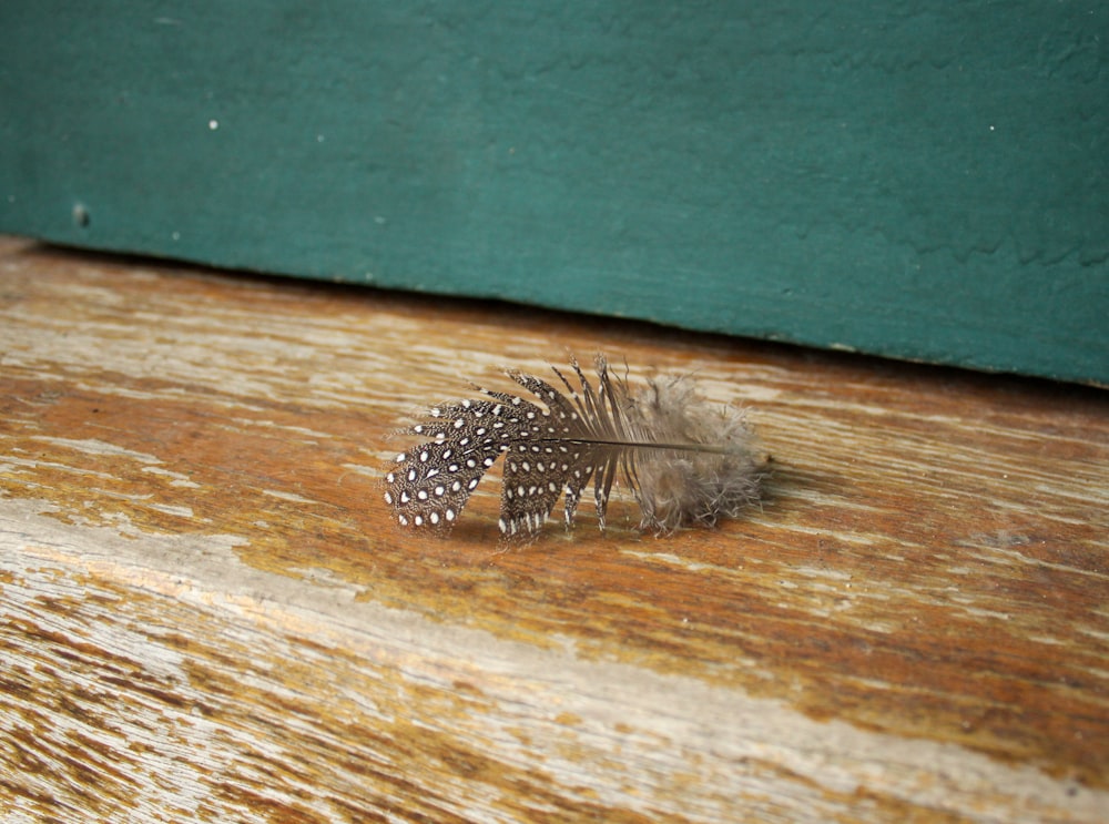 a feather resting on a wooden surface next to a window