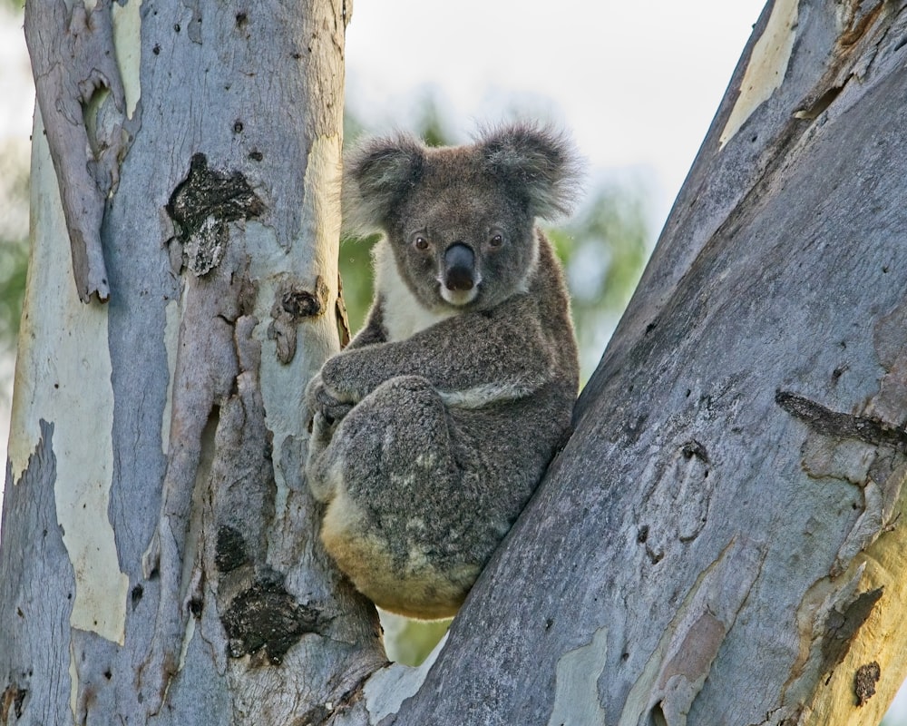 a koala sitting in a tree with its head up
