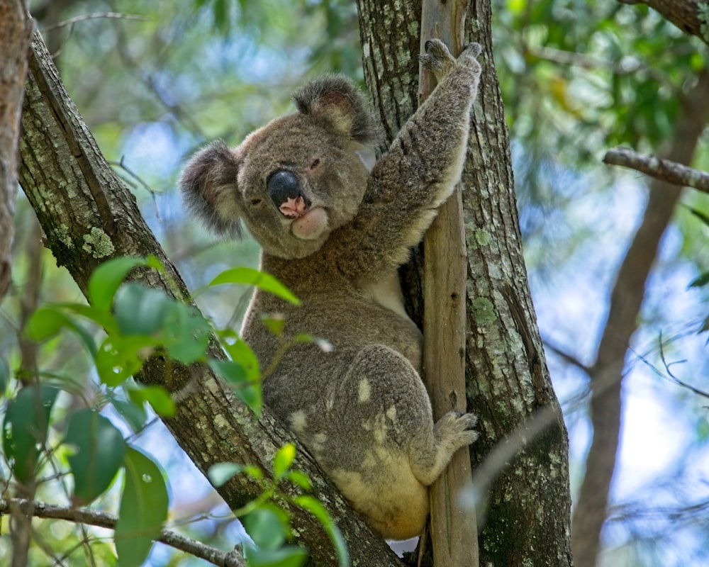 a koala sitting in a tree with its mouth open
