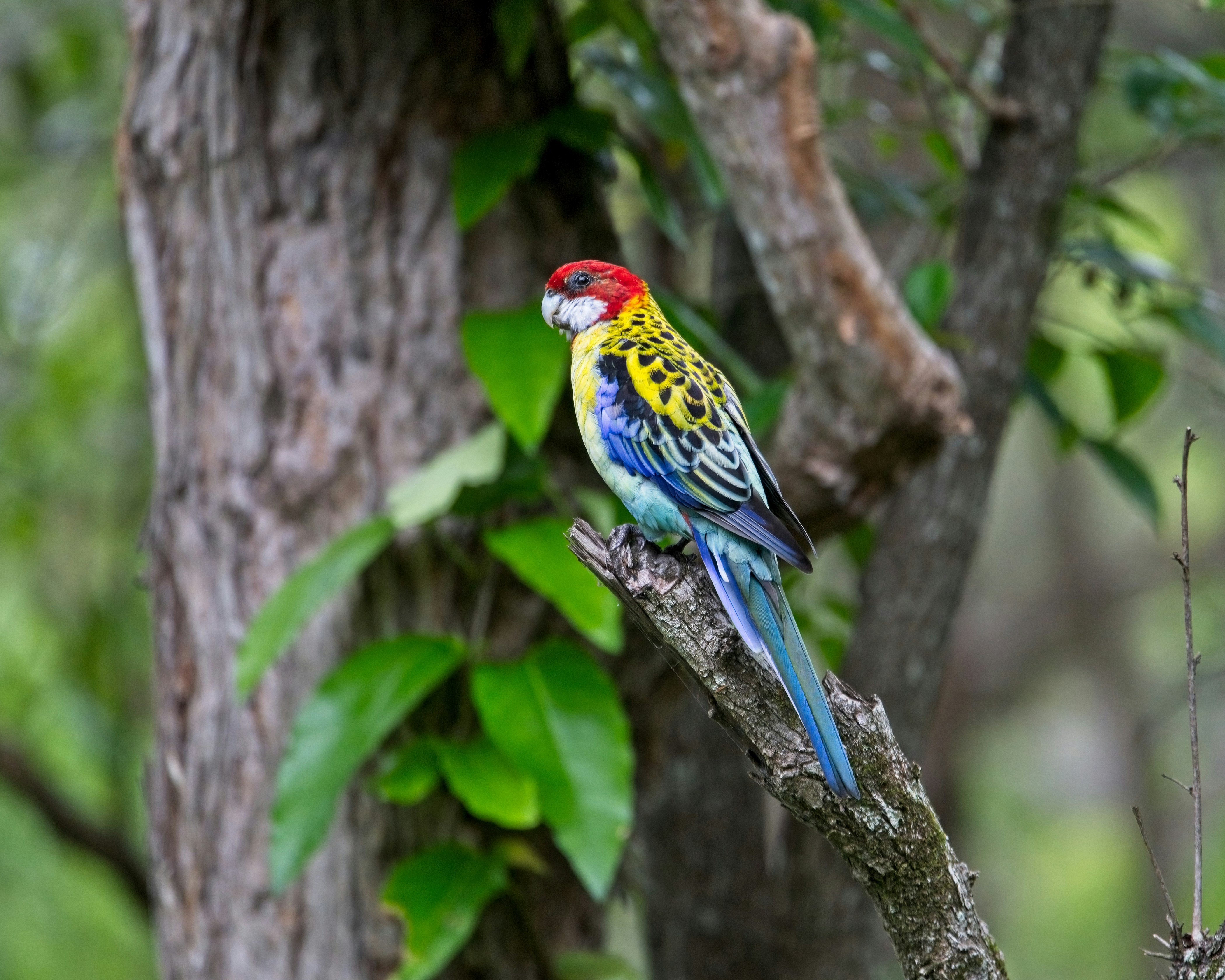 a colorful bird perched on top of a tree branch