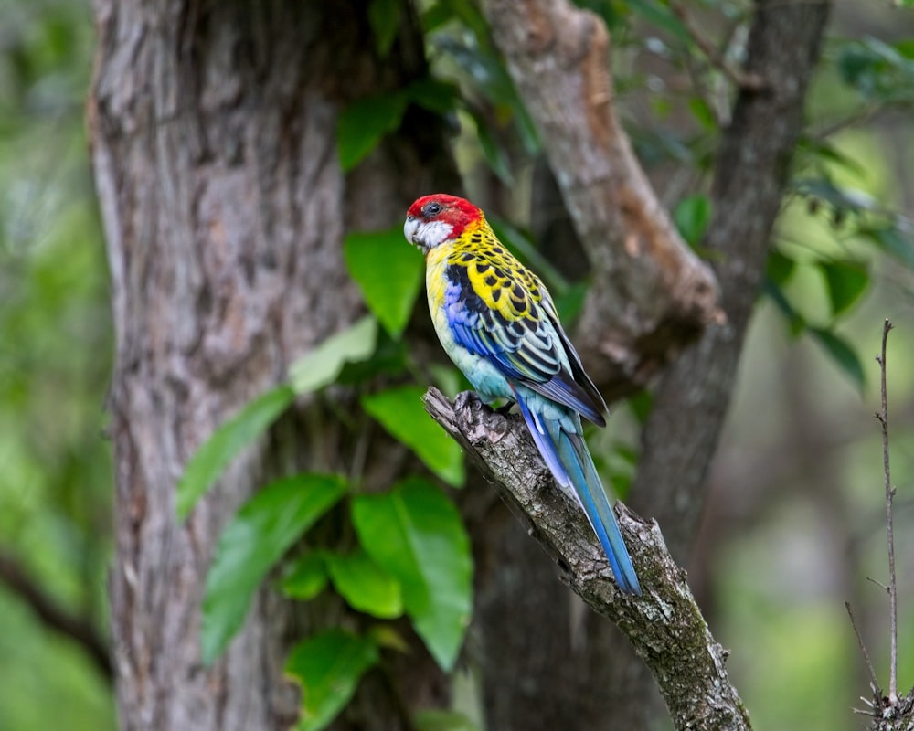 a colorful bird perched on top of a tree branch