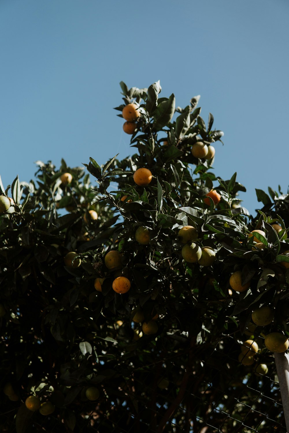 an orange tree with lots of oranges growing on it