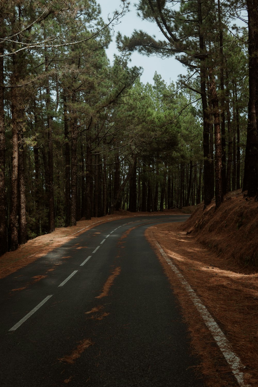 an empty road in the middle of a forest