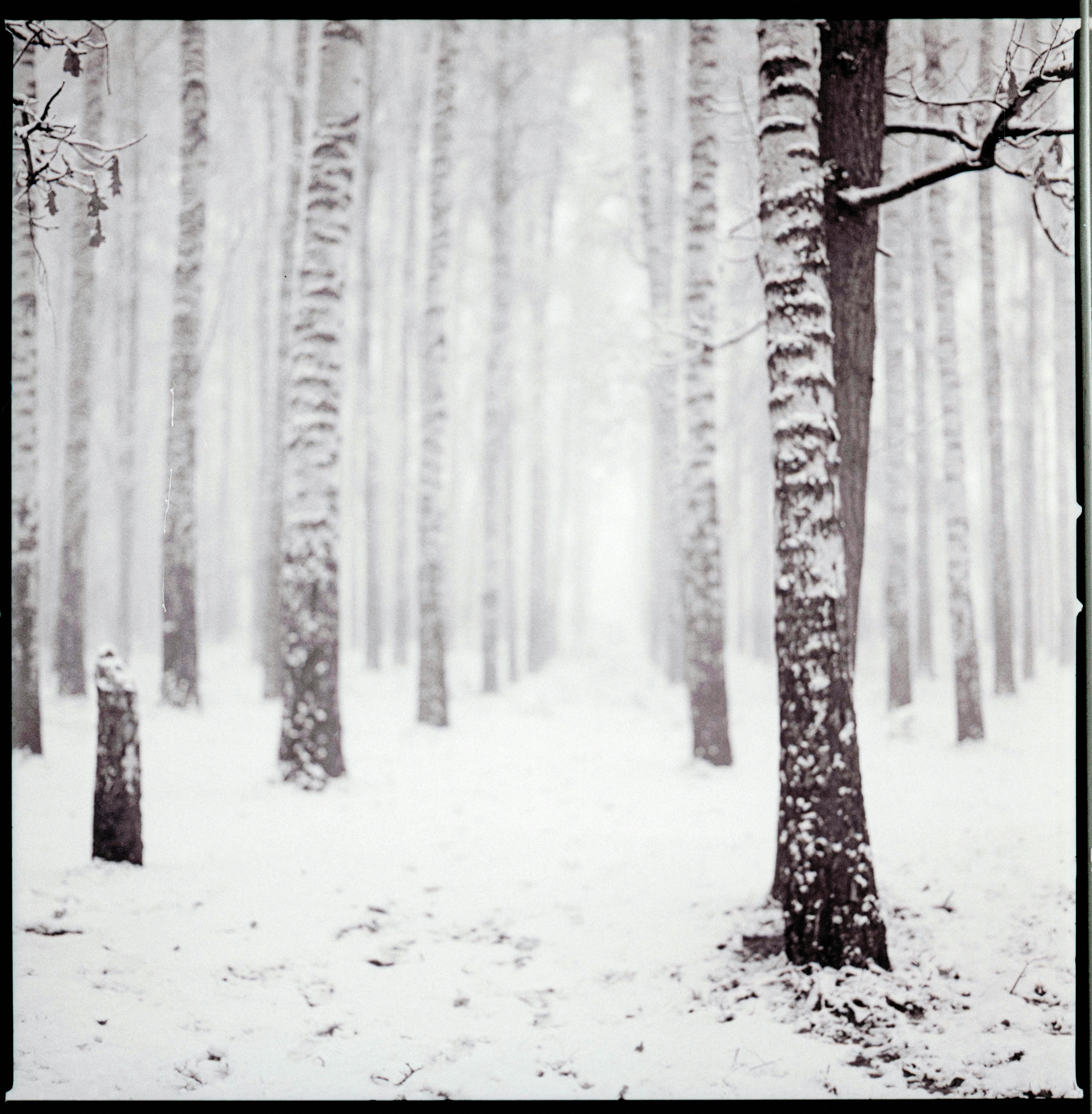 Grande Toile Murale Encadrée Motif Arbre De Vie Noir Et Blanc – Œuvre D'art Pour Décoration Murale De Salon – Peinture Moderne Avec Cadre – 40 X 80 Cm