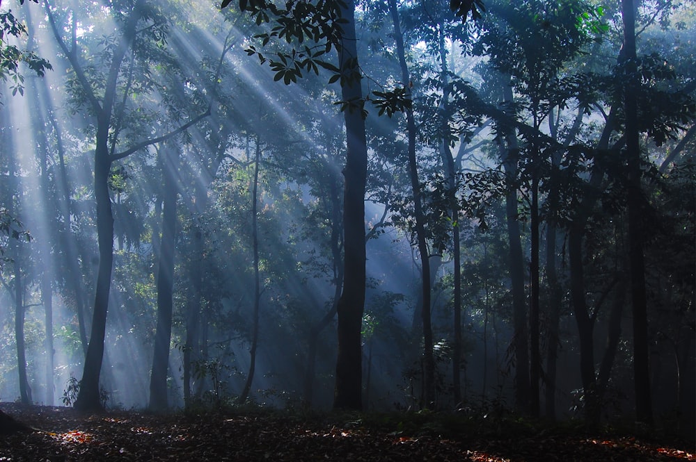 a forest filled with lots of trees covered in fog