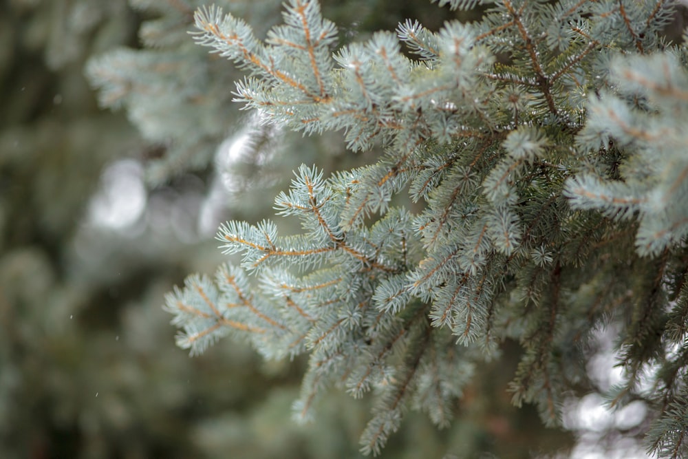 a close up of a pine tree branch