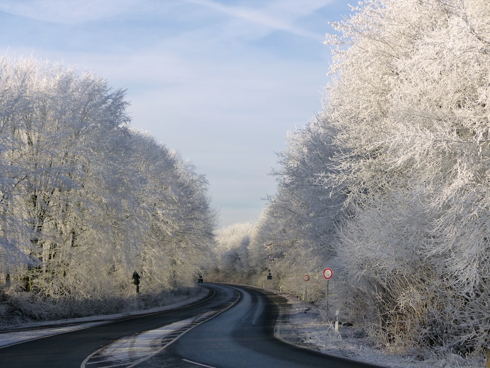 a road surrounded by trees covered in snow