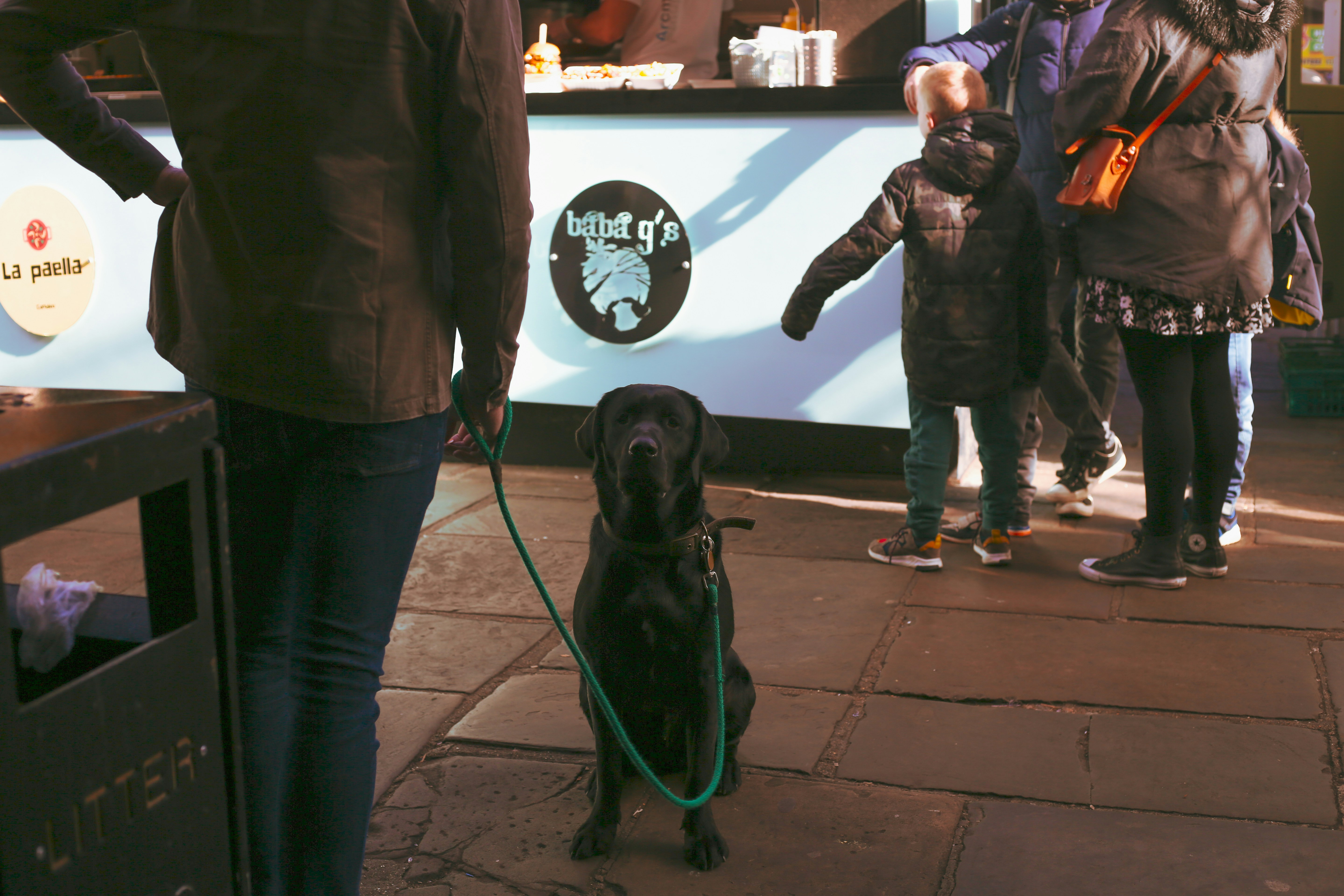 Training a service dog in a public setting