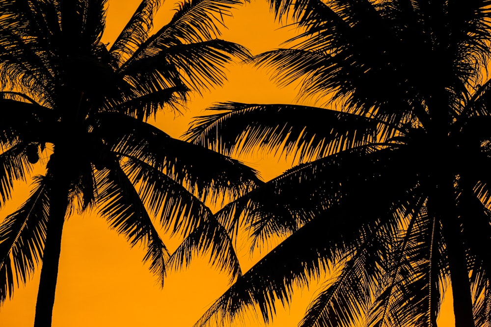 a couple of palm trees are silhouetted against a yellow sky