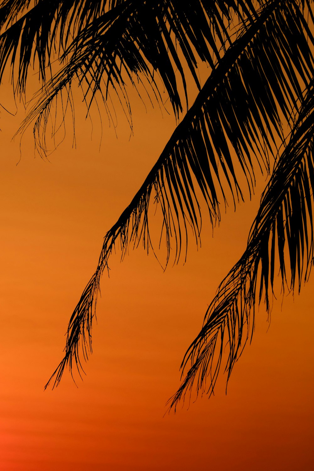 the sun is setting behind a palm tree