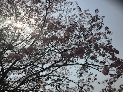 A gentle breeze moving through flowering branches under a soft sky.