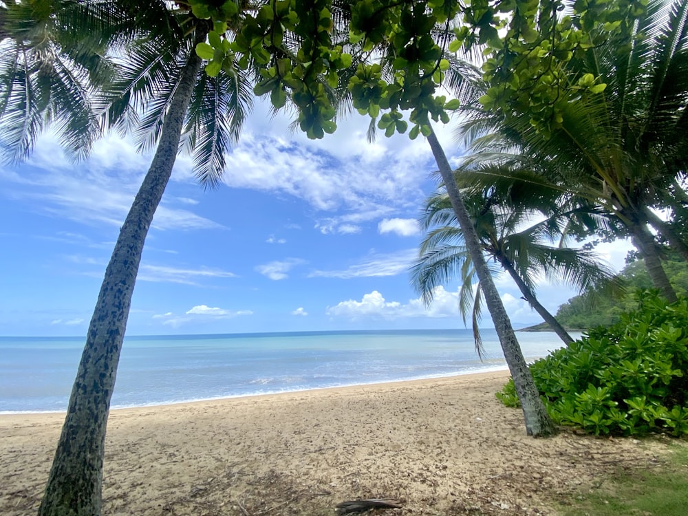 a beach with palm trees and the ocean in the background