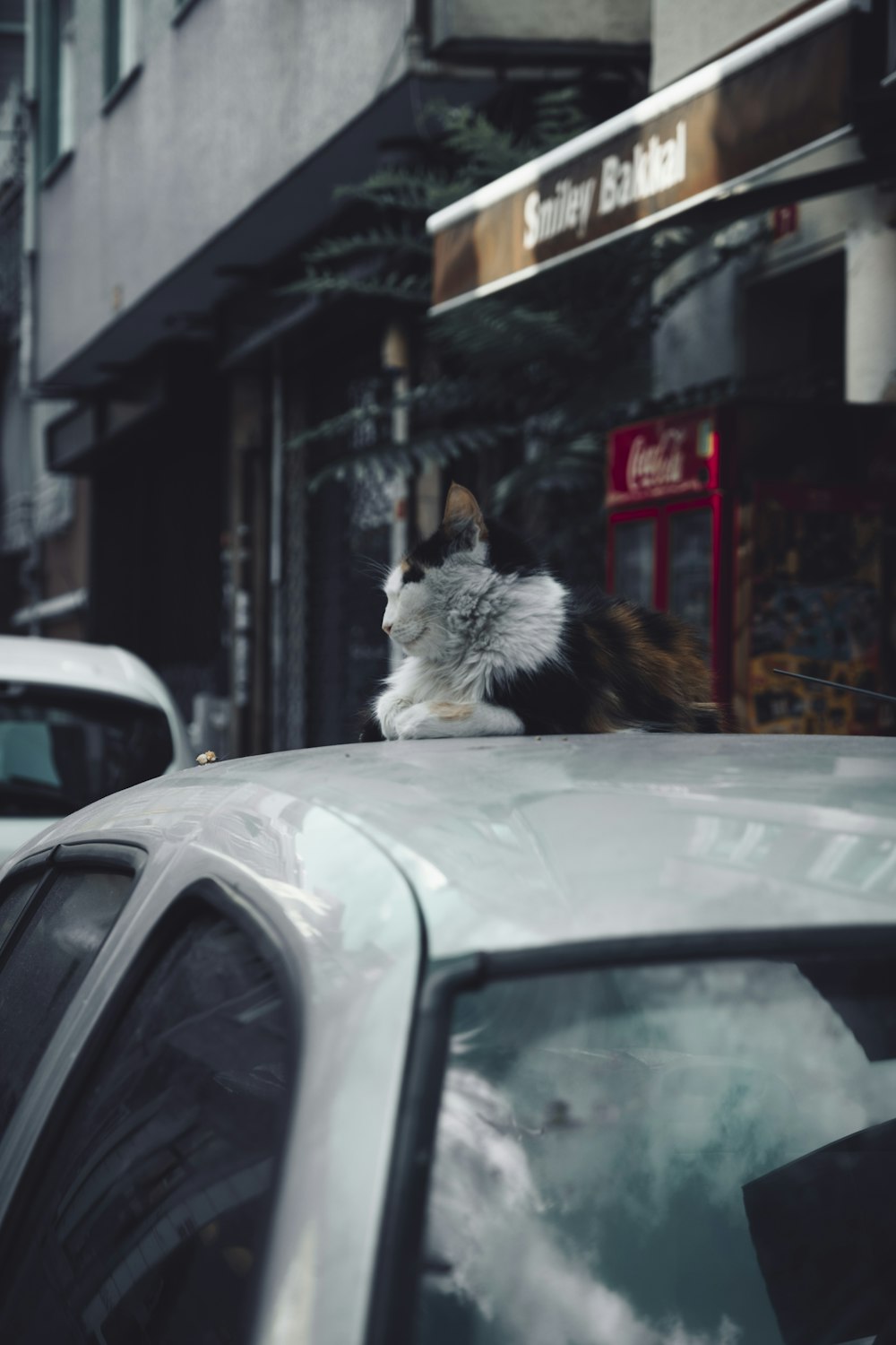 Un gato está sentado encima de un coche