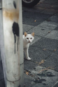 a small white cat standing next to a pole