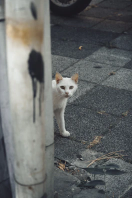 a small white cat standing next to a pole