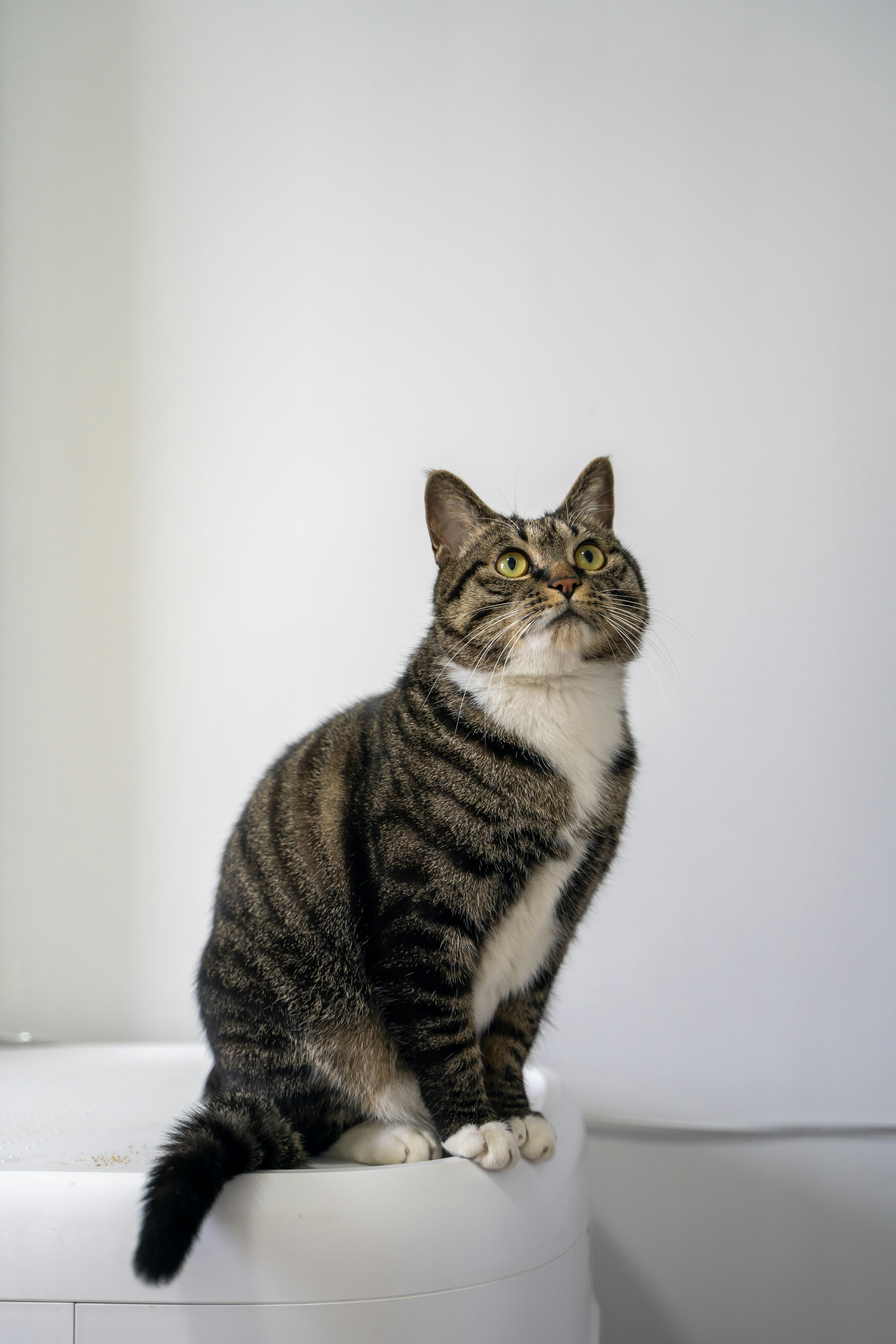 a cat sitting on top of a white toilet