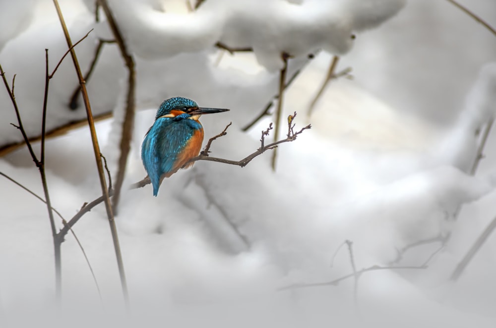 a small blue and orange bird perched on a branch