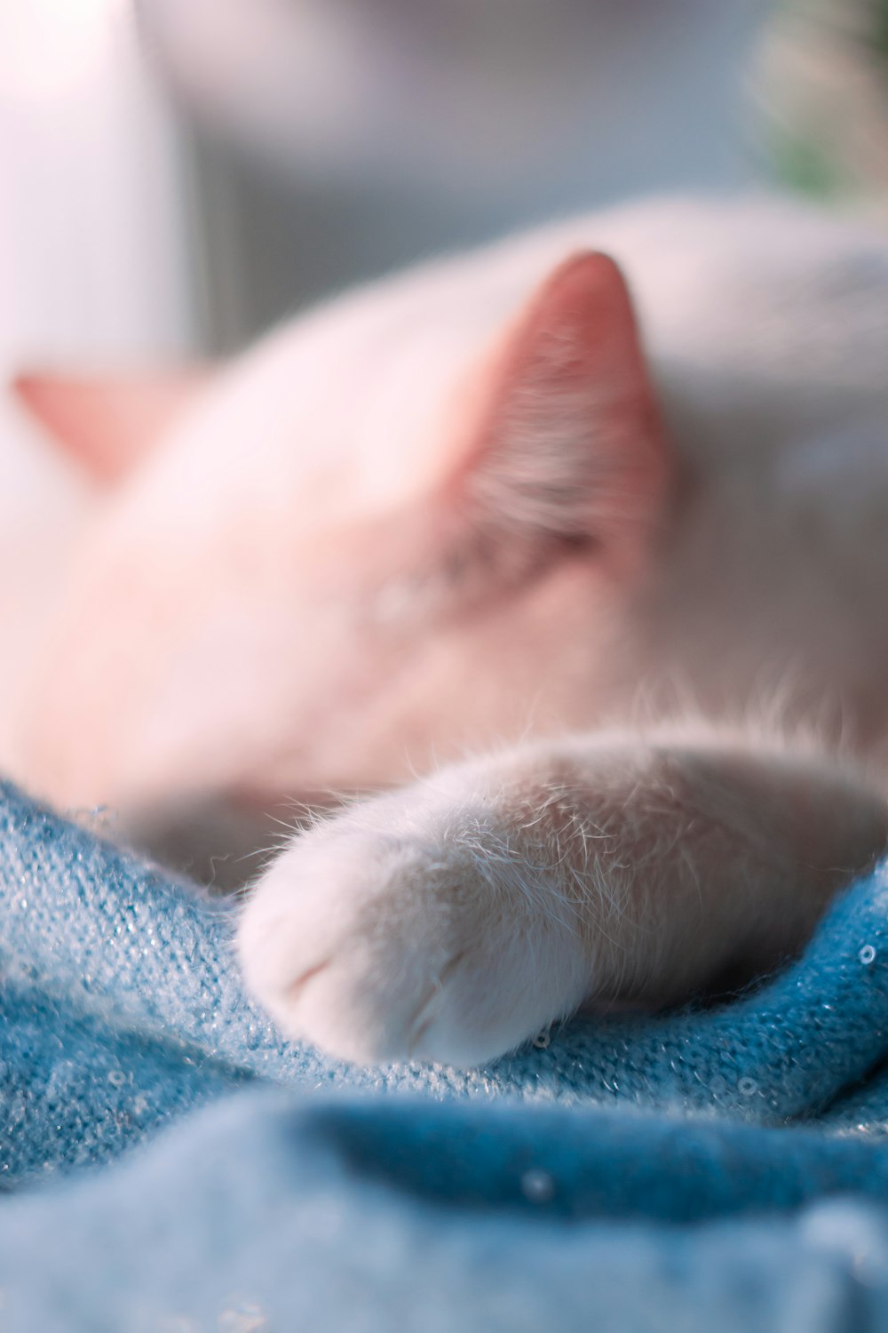 a white cat laying on top of a blue blanket