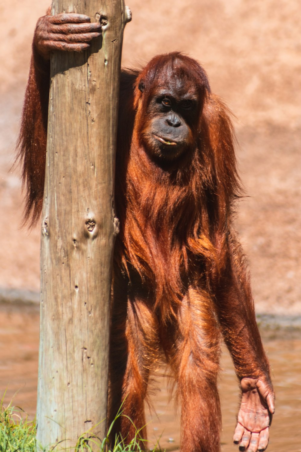 an oranguel standing next to a wooden pole