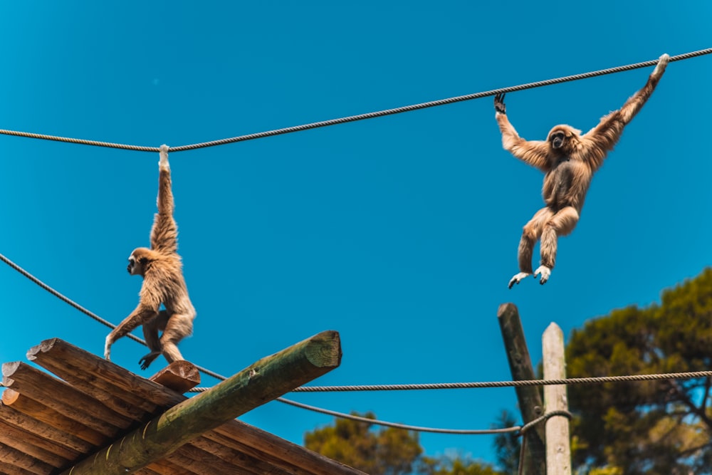 a couple of monkeys hanging from a wire