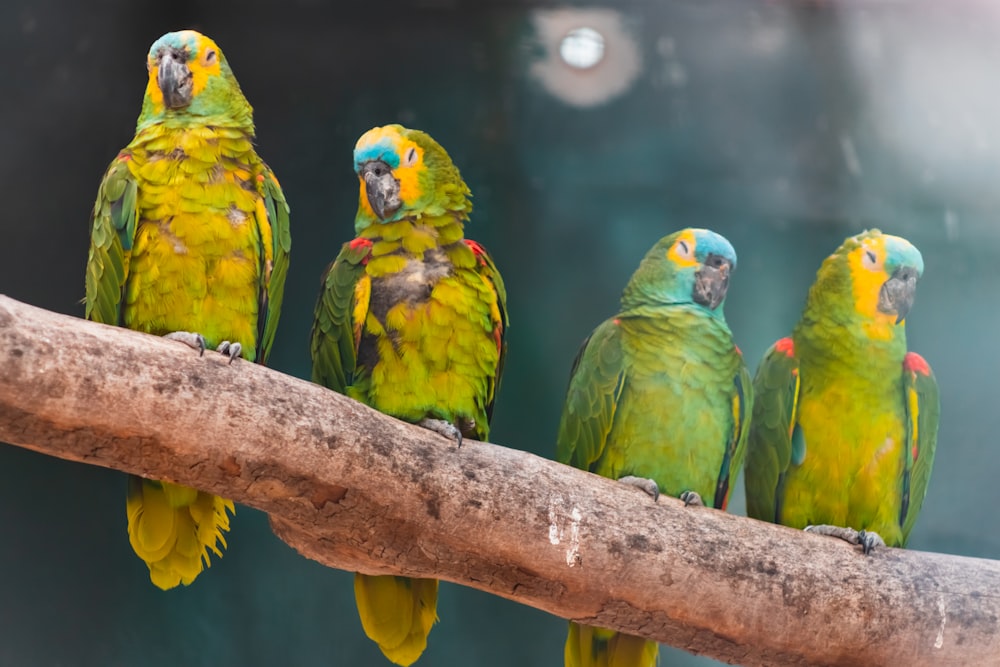 a group of green and yellow birds sitting on a branch