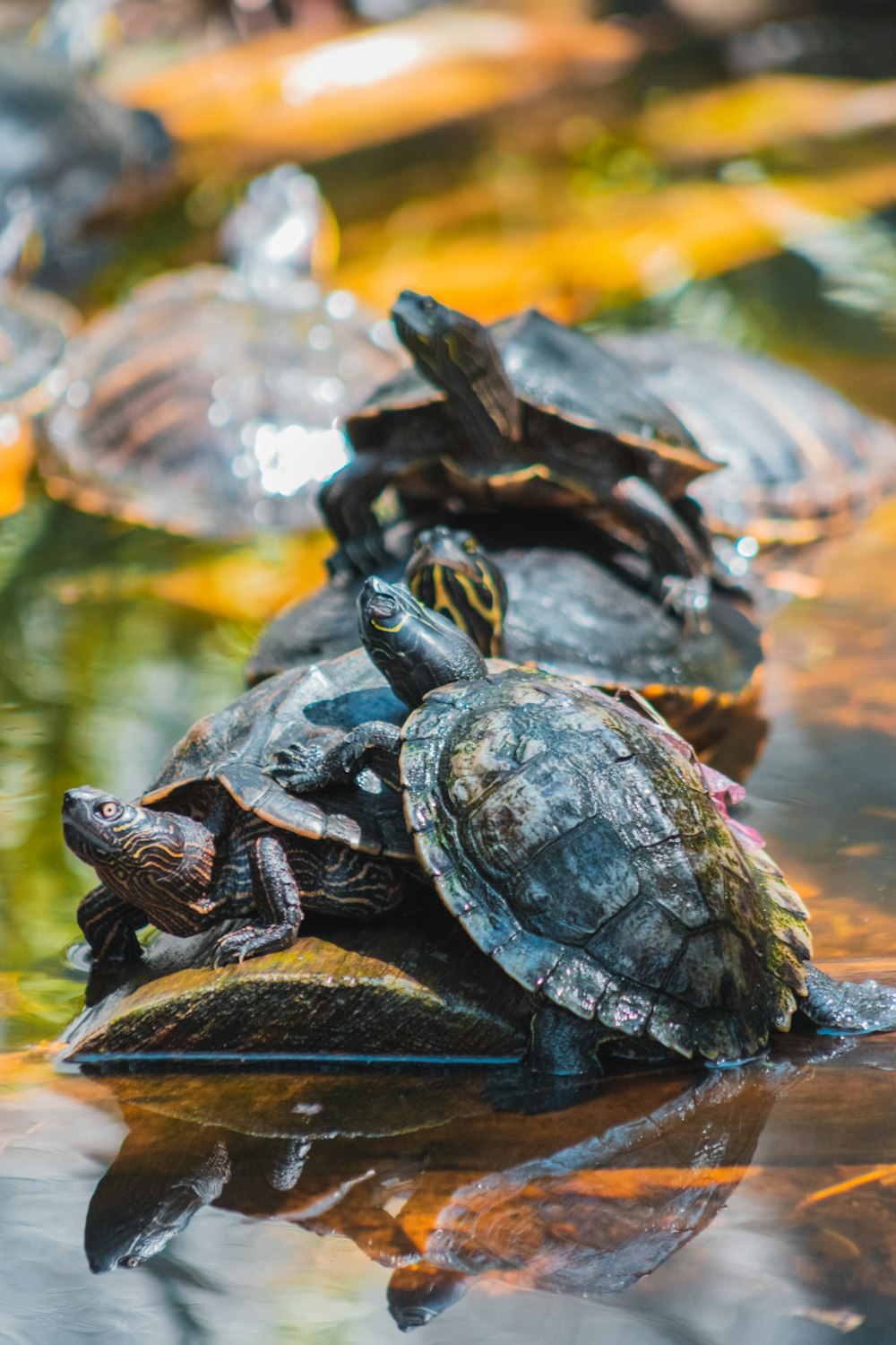 eine Gruppe von Schildkröten, die übereinander sitzen