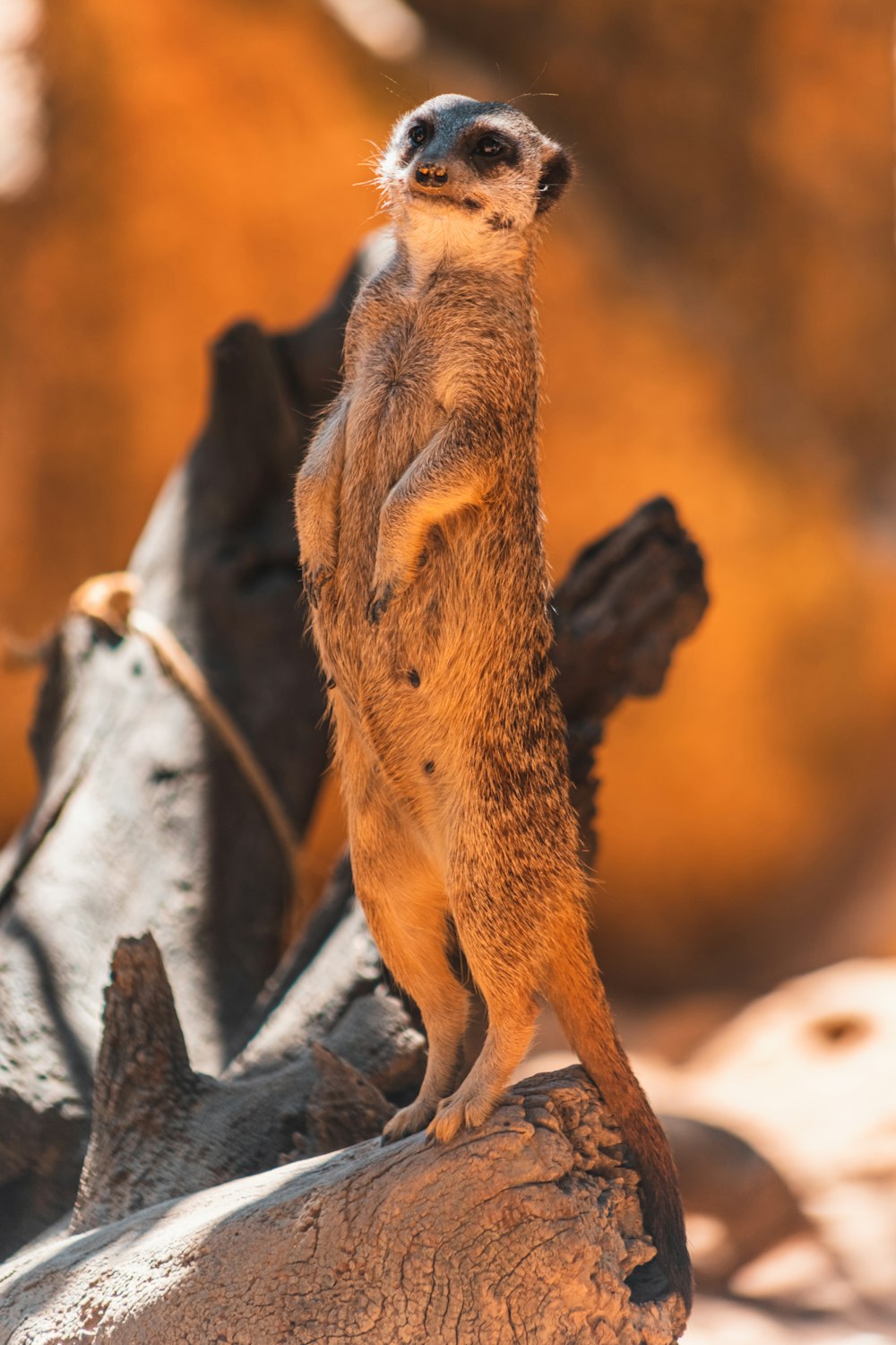 Un piccolo suricato in piedi su una roccia