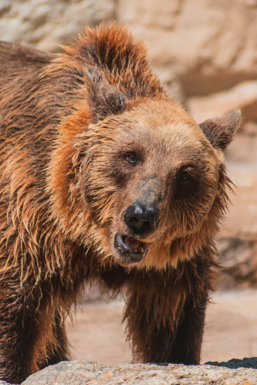 a wet brown bear standing on top of a rock