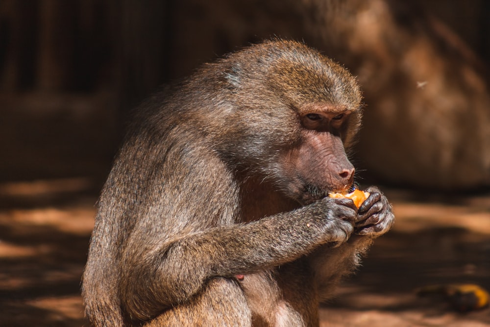 a monkey sitting on the ground eating something