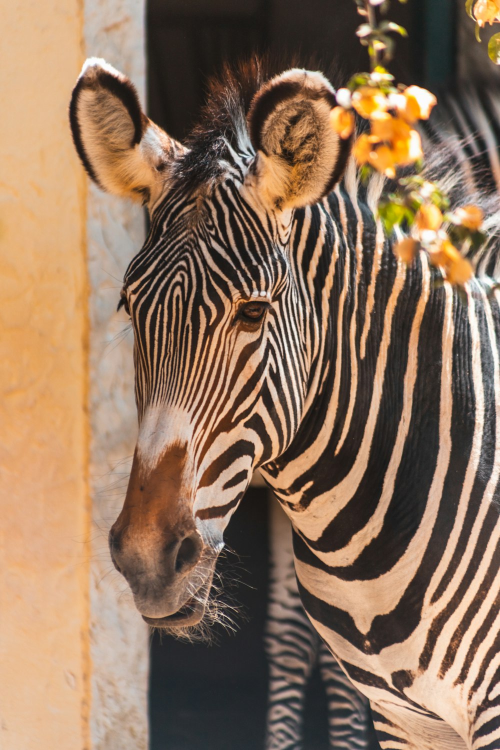a close up of a zebra near a building