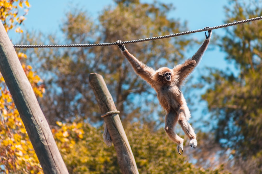 a monkey hanging upside down on a rope