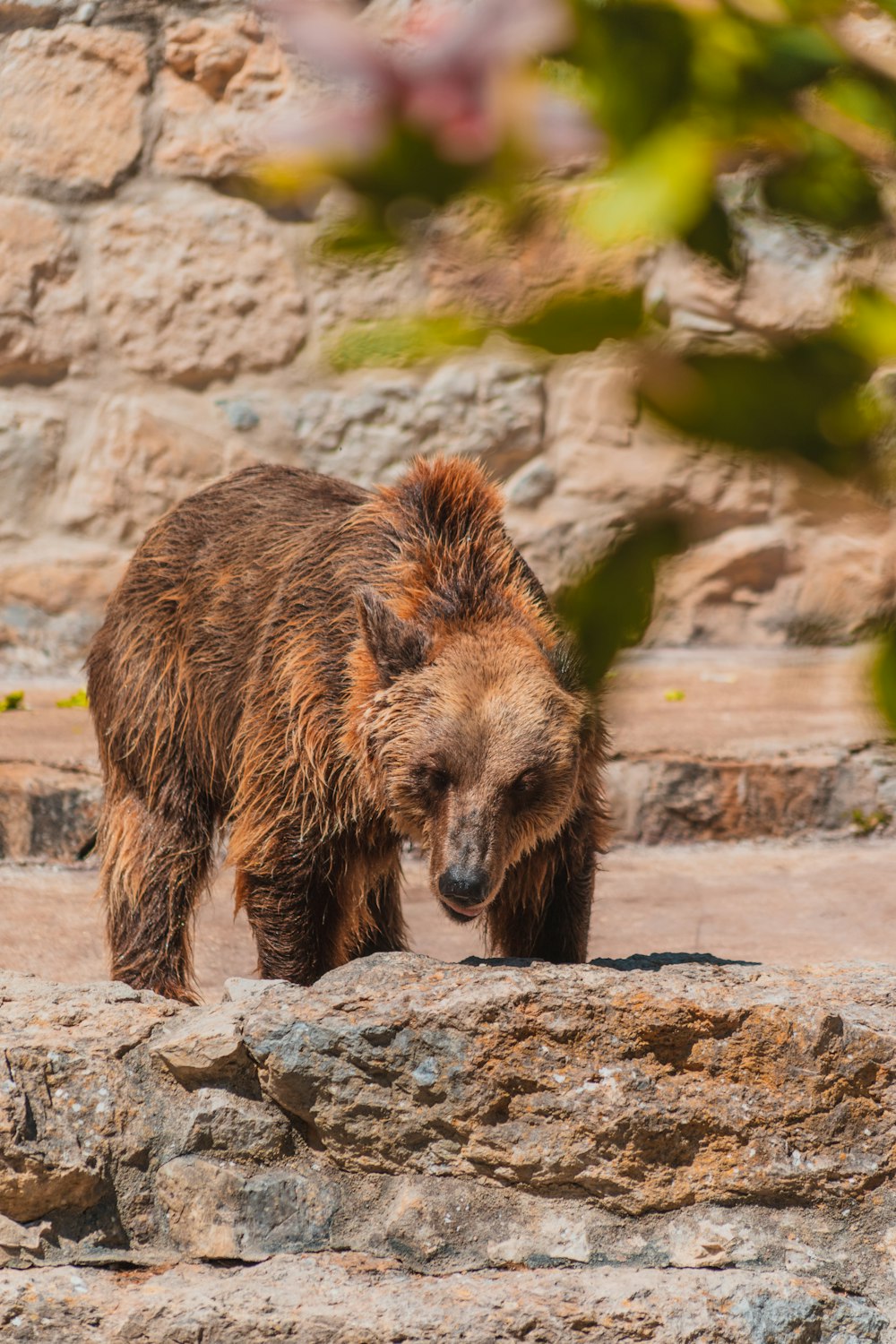 a brown bear standing on top of a rocky hillside