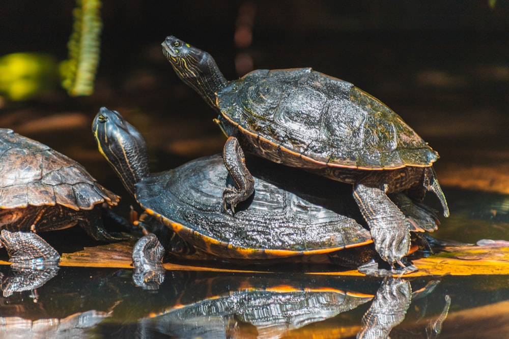 two turtles sitting on top of each other in a pond