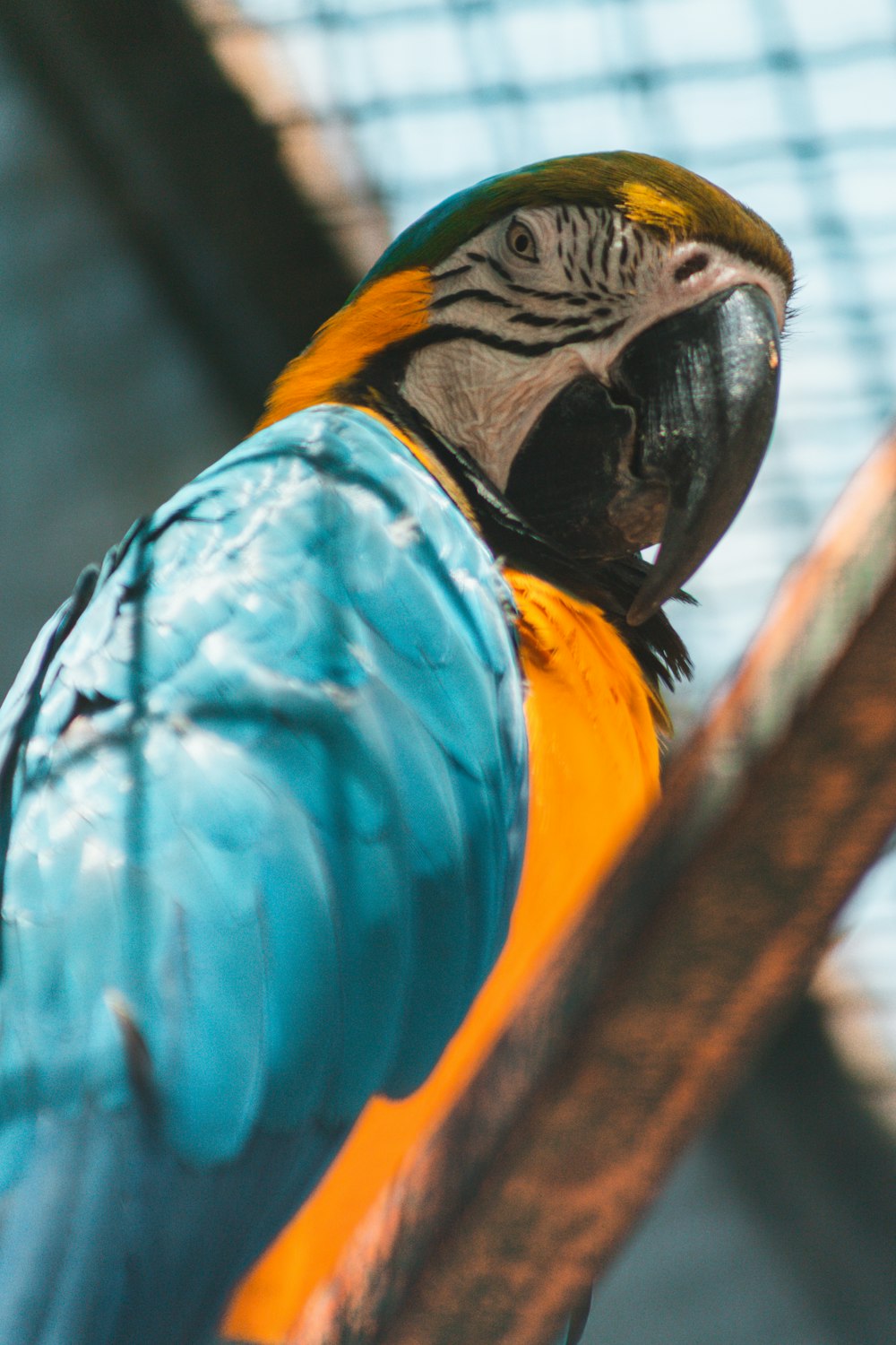 a blue and yellow parrot sitting on top of a tree branch