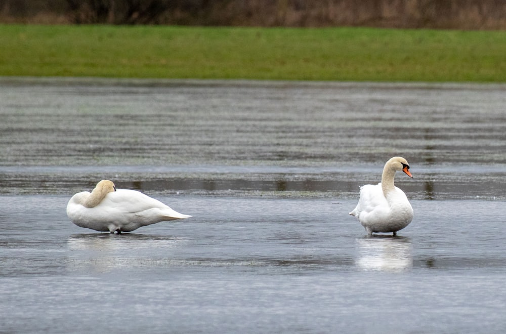 a couple of white swans standing on top of a lake