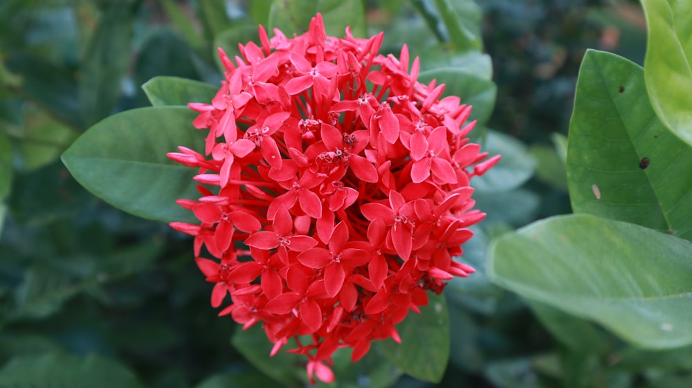 a red flower with green leaves in the background