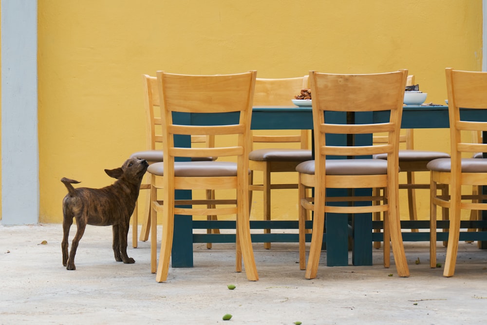 a dog standing in front of a table with chairs