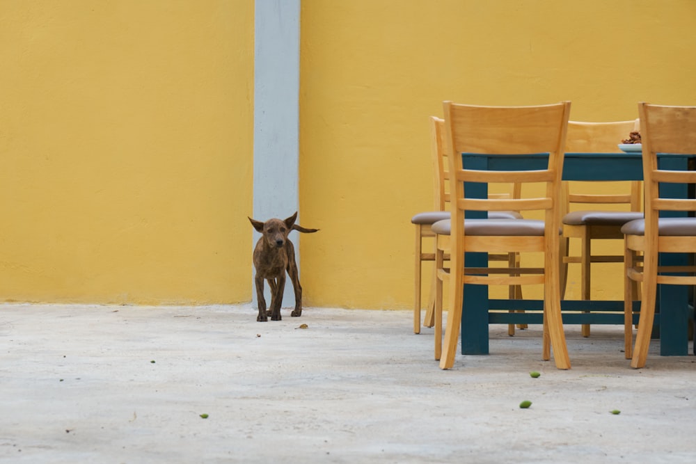 a baby deer standing in front of a table and chairs
