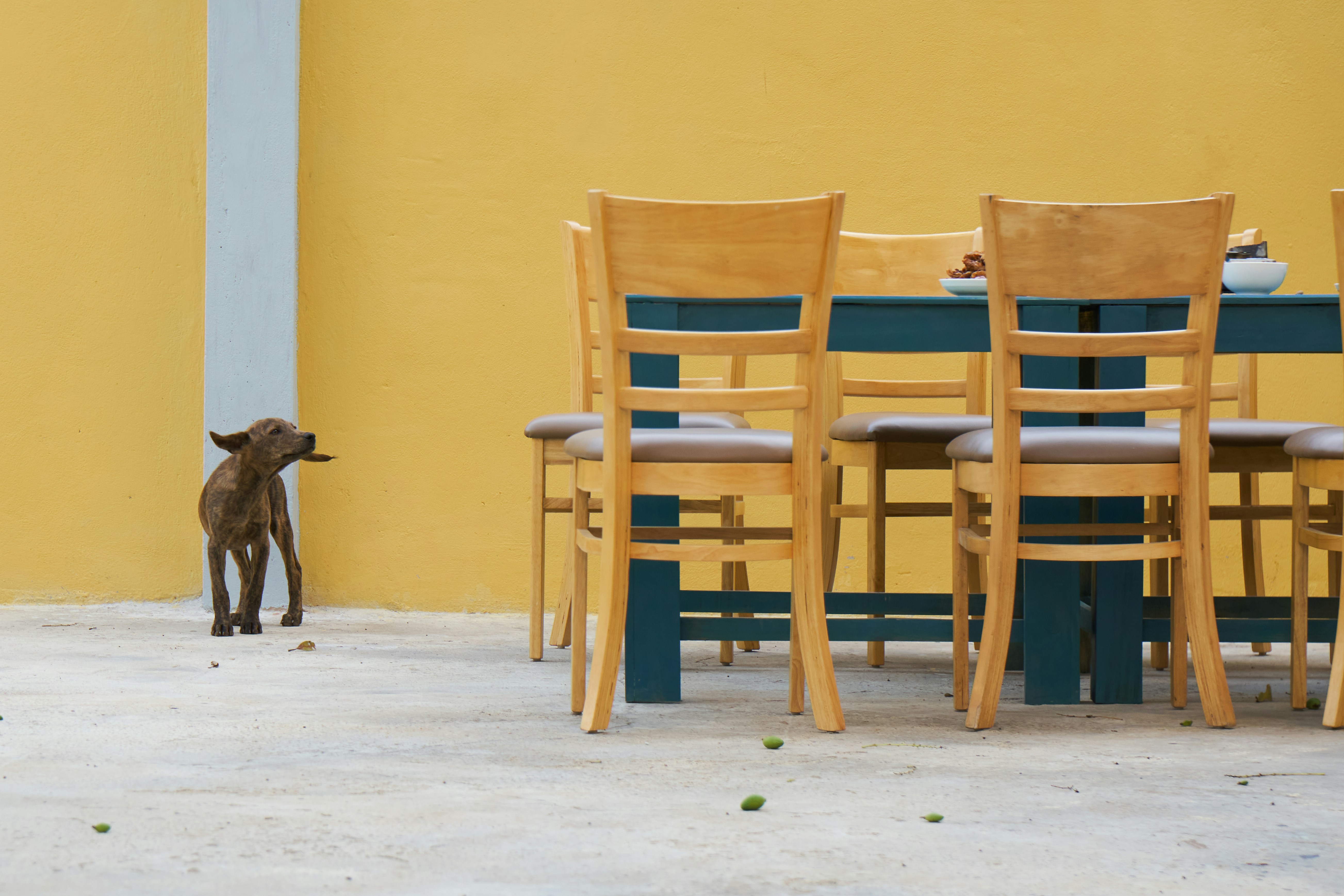 un chien debout devant une table et des chaises