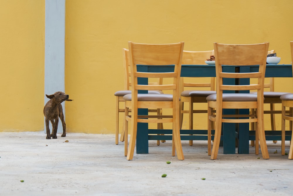 a dog standing in front of a table and chairs
