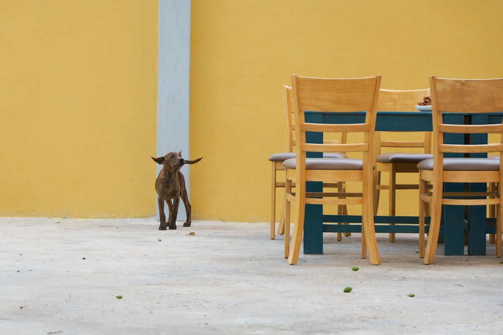 a dog standing in front of a table and chairs