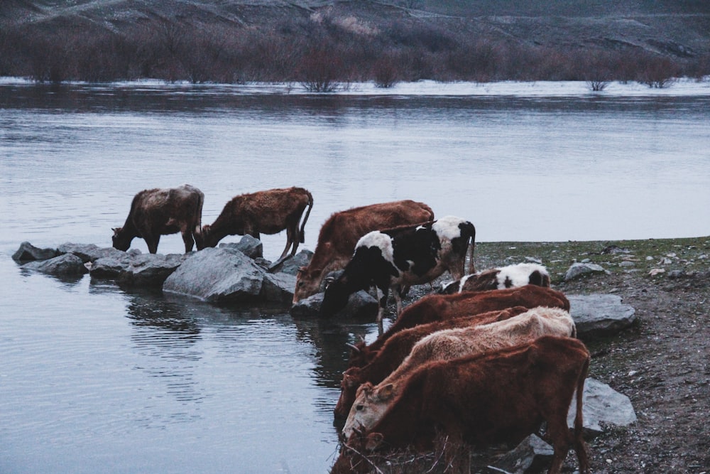 a herd of cattle drinking water from a river