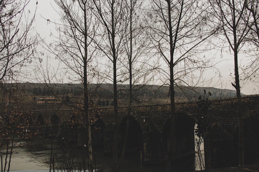 uma ponte sobre um corpo de água cercado por árvores