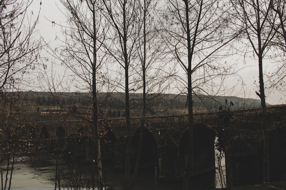 a bridge over a body of water surrounded by trees