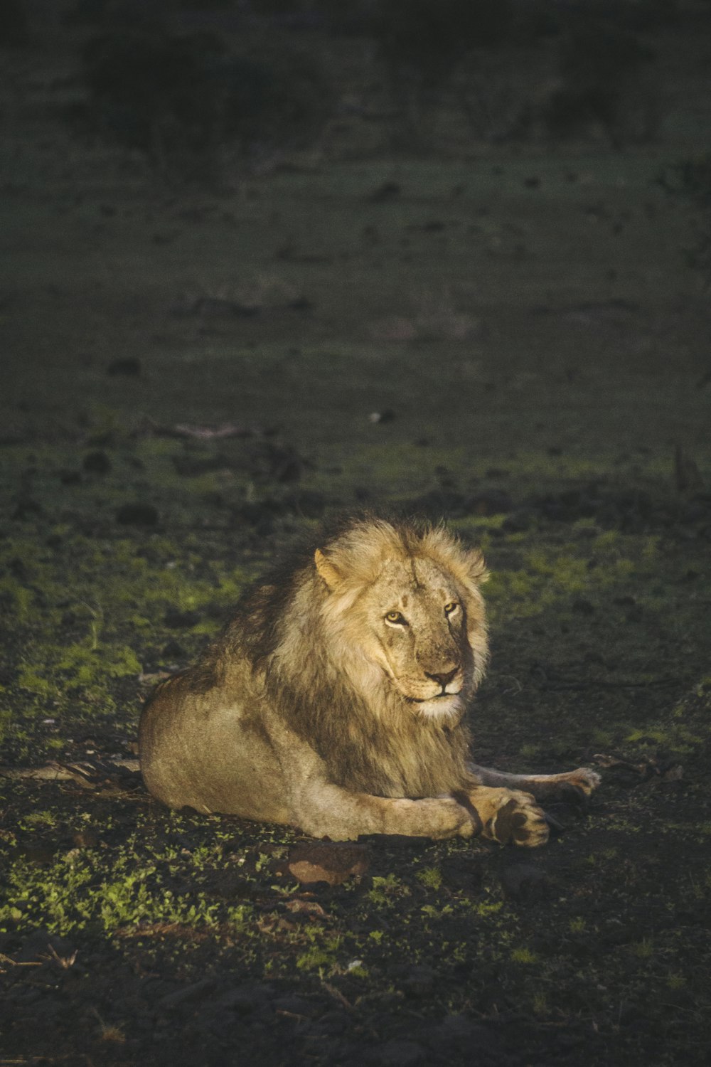 a lion laying on the ground in the dark