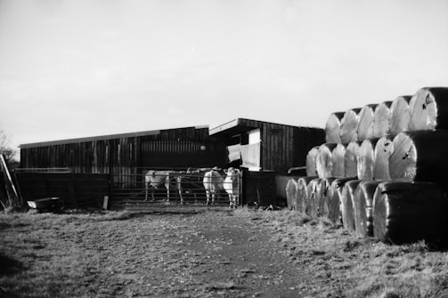 A rural farm setting with a barn structure in the background and a group of cylindrical hay bales wrapped in plastic film stacked to the right. The ground is covered with patches of grass and dirt. A horse stands behind a metal gate in the middle of the image.